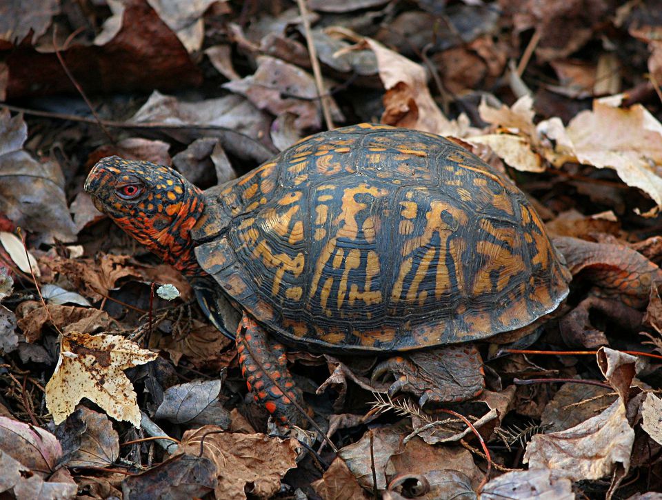 How to Care For Pet Eastern Box Turtles