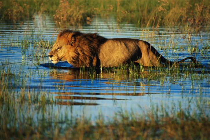 Top 10 Safari Destinations in Africa