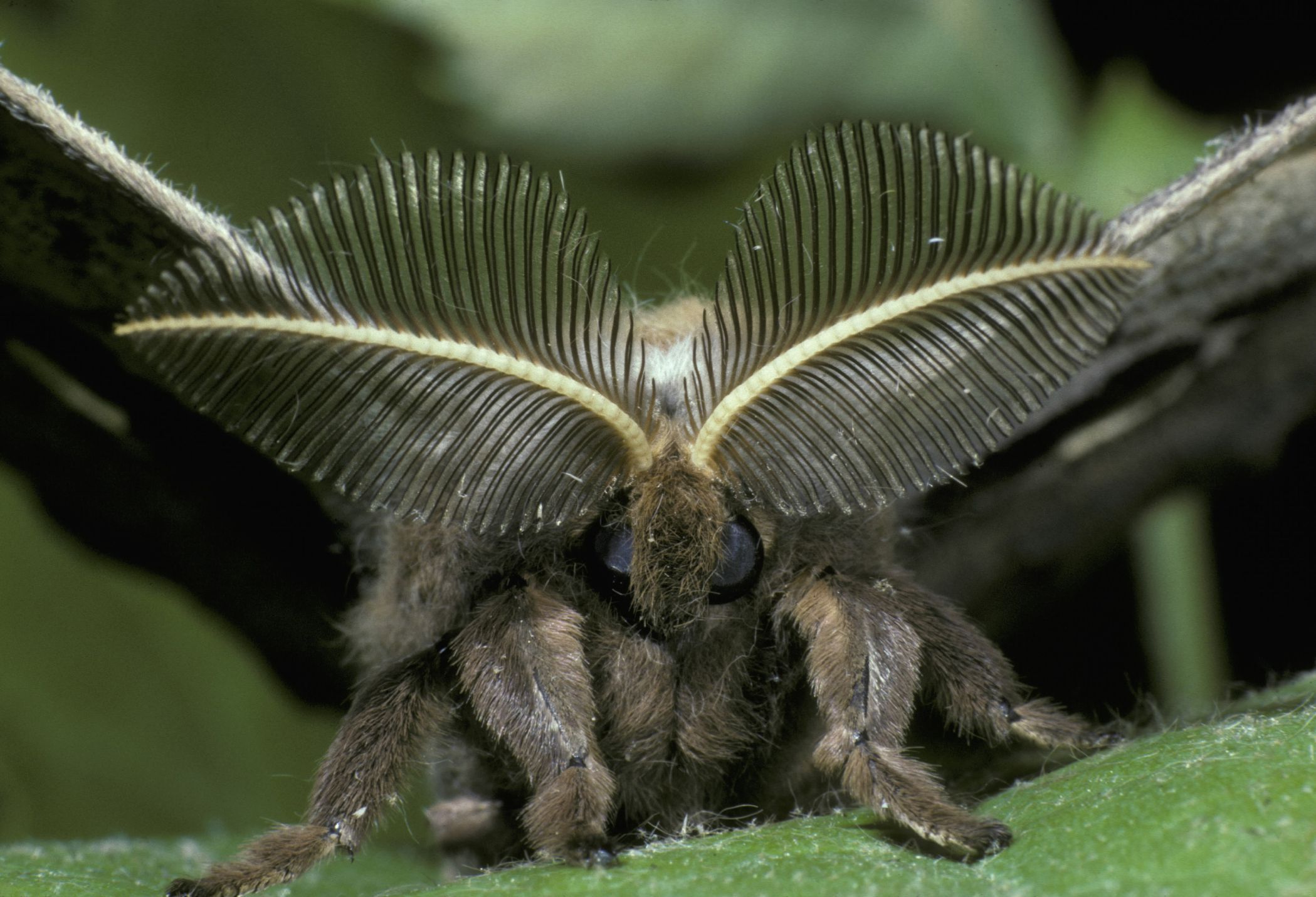 The 13 Forms of Insect Antennae