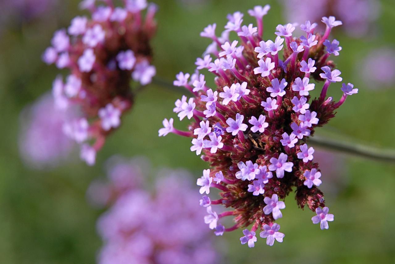 How to Care for Verbena Plants