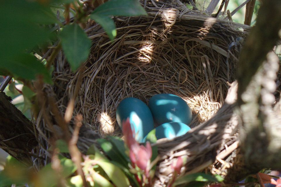 Photos of Wild Bird Nests and Eggs