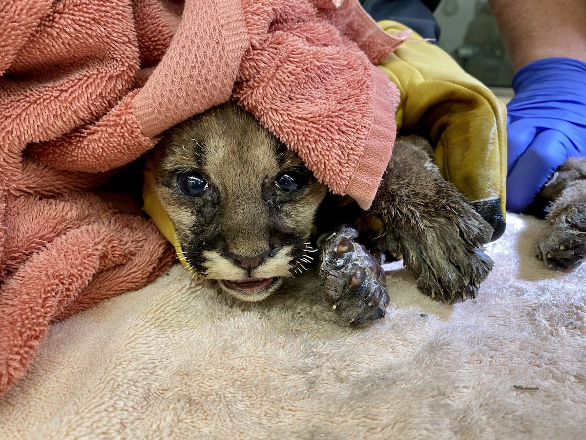 Mountain Lion Cub Rescued From California Wildfire