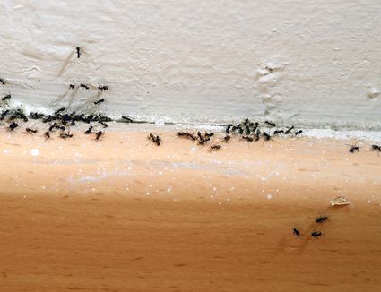 What To Do About Flying Ants In Your Home