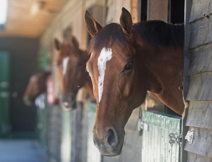 Introduction to Wobblers Syndrome in Horses