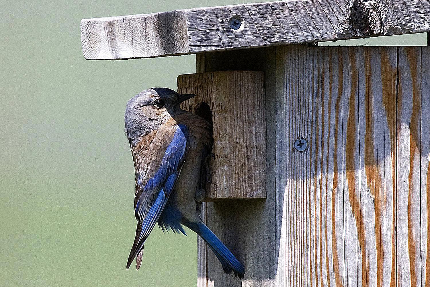 Free Plans For Building A Bluebird House