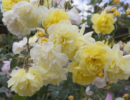 Growing Roses - Dealing With Rose Diseases