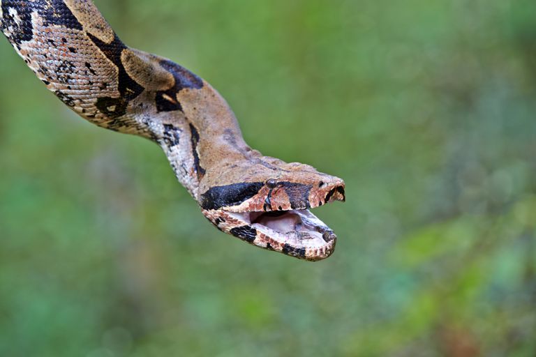 boa constrictor snake and python are same