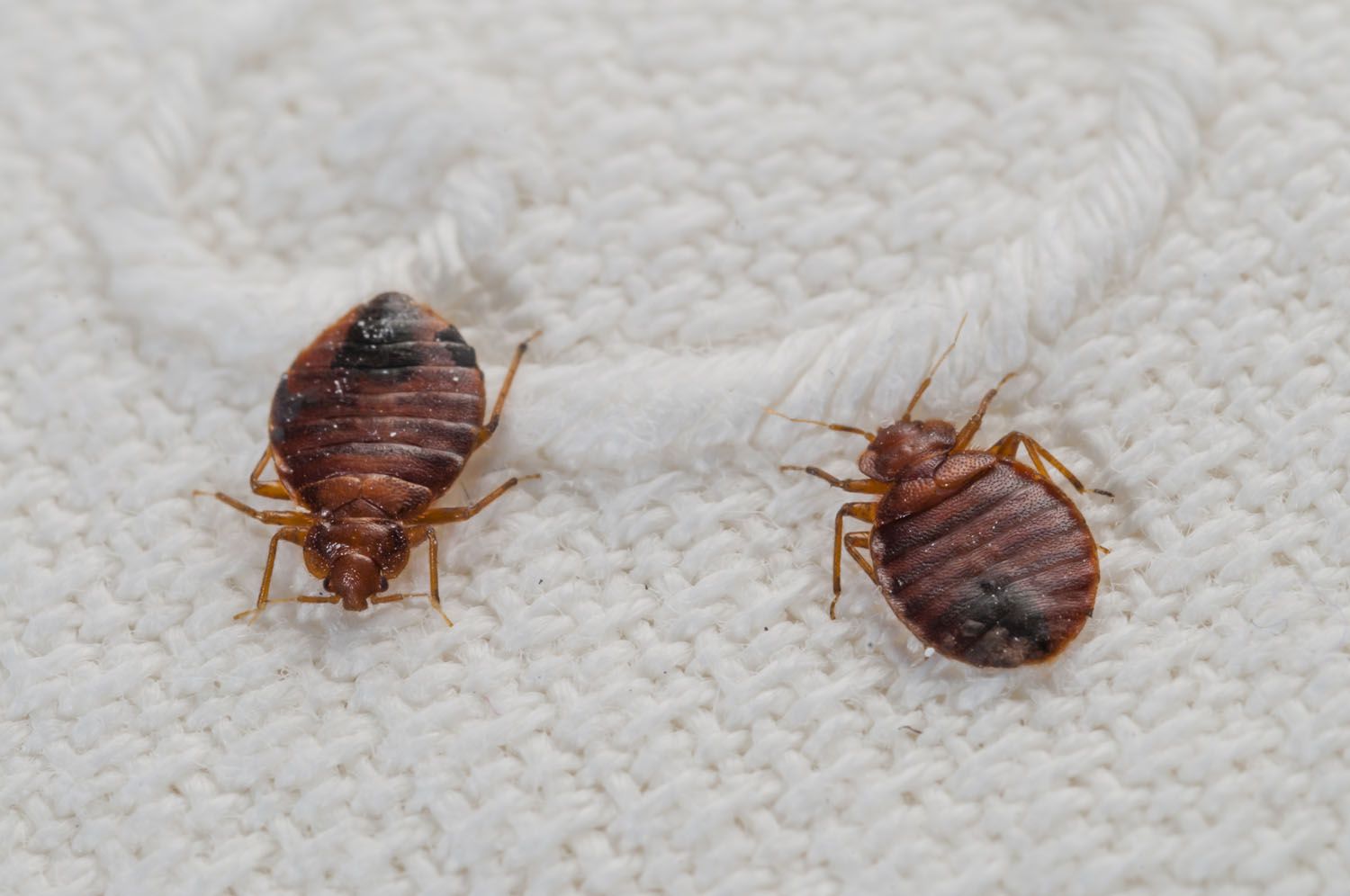 Bedbugs: Symptoms, Causes, Diagnosis, And Treatment