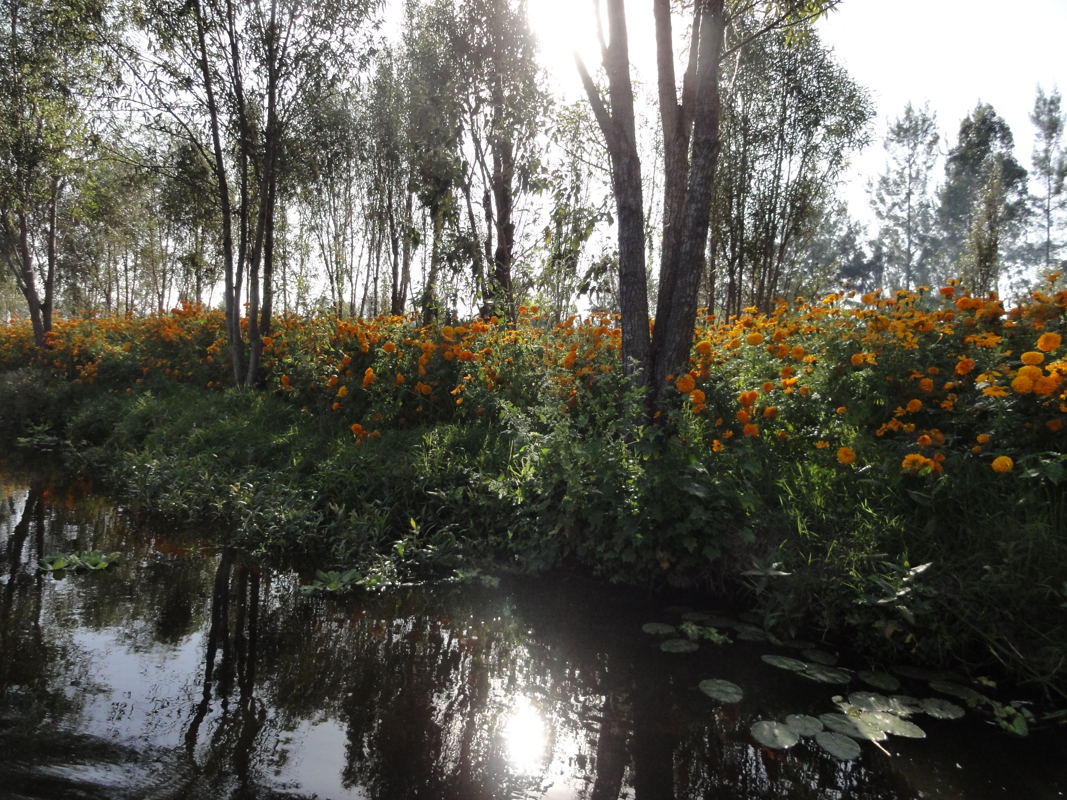 Chinampa - Raised Field Agriculture in the Americas