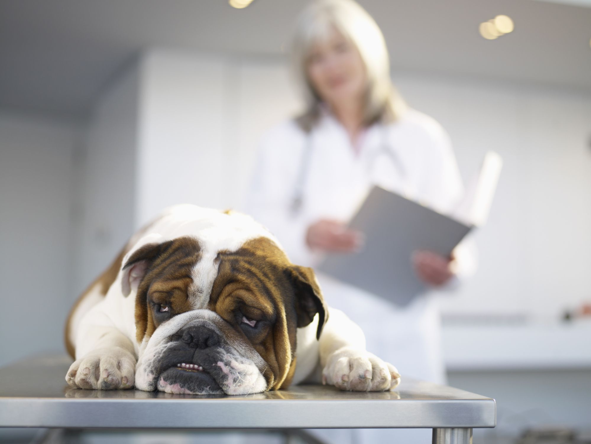 treating-acute-renal-failure-in-dogs-and-cats