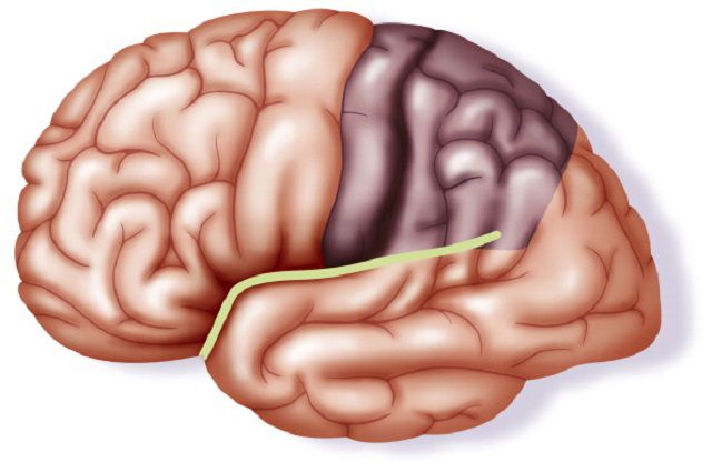 Lissencephaly Symptoms, Causes, Diagnosis, and Treatment