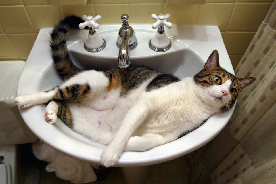 Why Do Cats Seek Attention In Bathrooms?