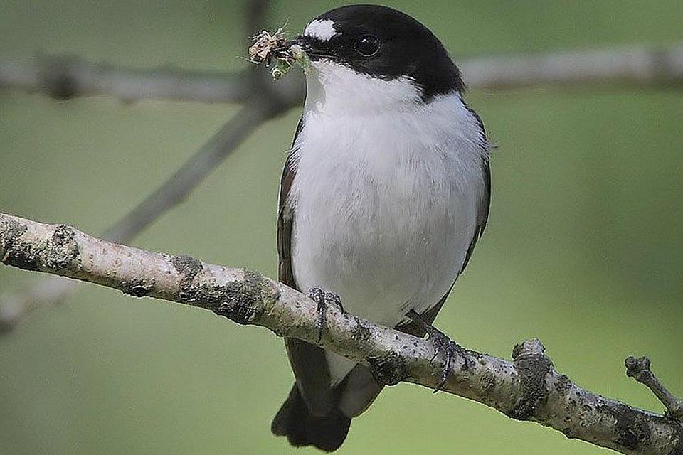 Insectivorous Bird Diet Definition Insectivore