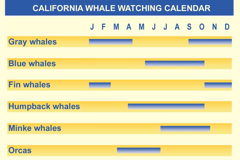 California Whale Watching What You Can See by Month