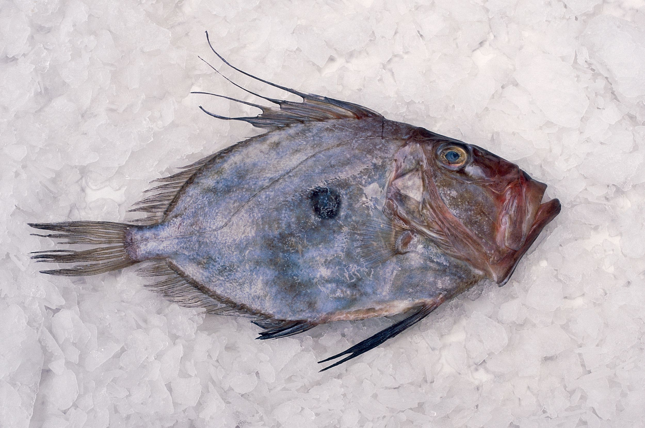 john-dory-the-most-unlovely-fish-you-ll-ever-love