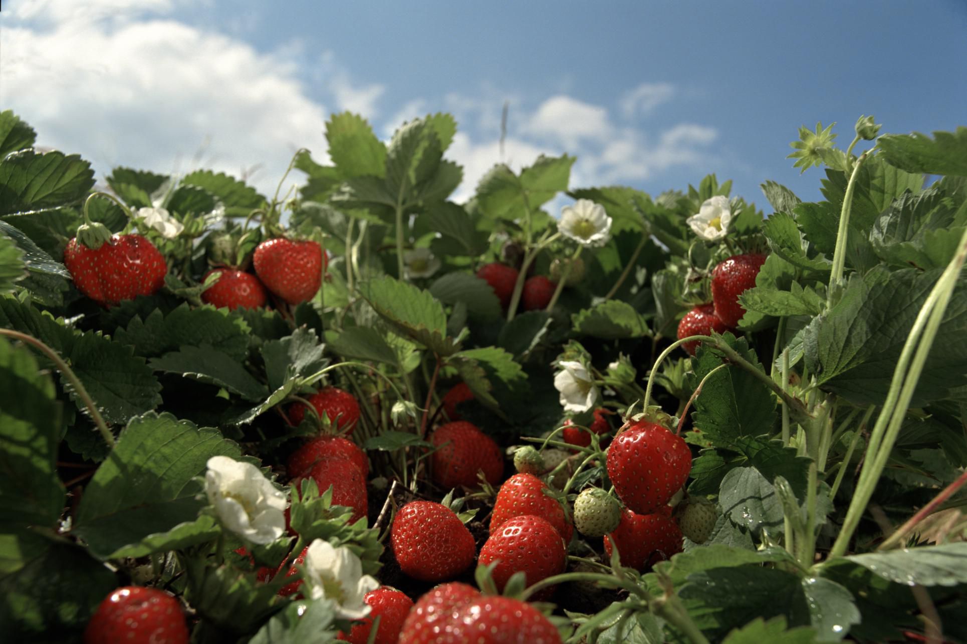 How to Organically Control Strawberry Pests