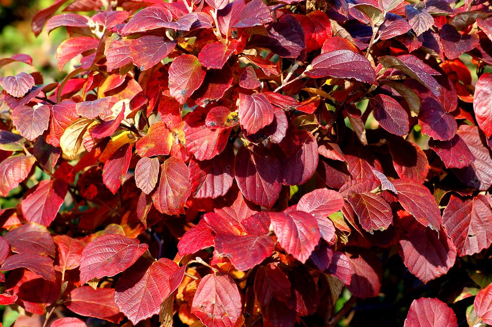 14 Best Shrubs for Fall Color