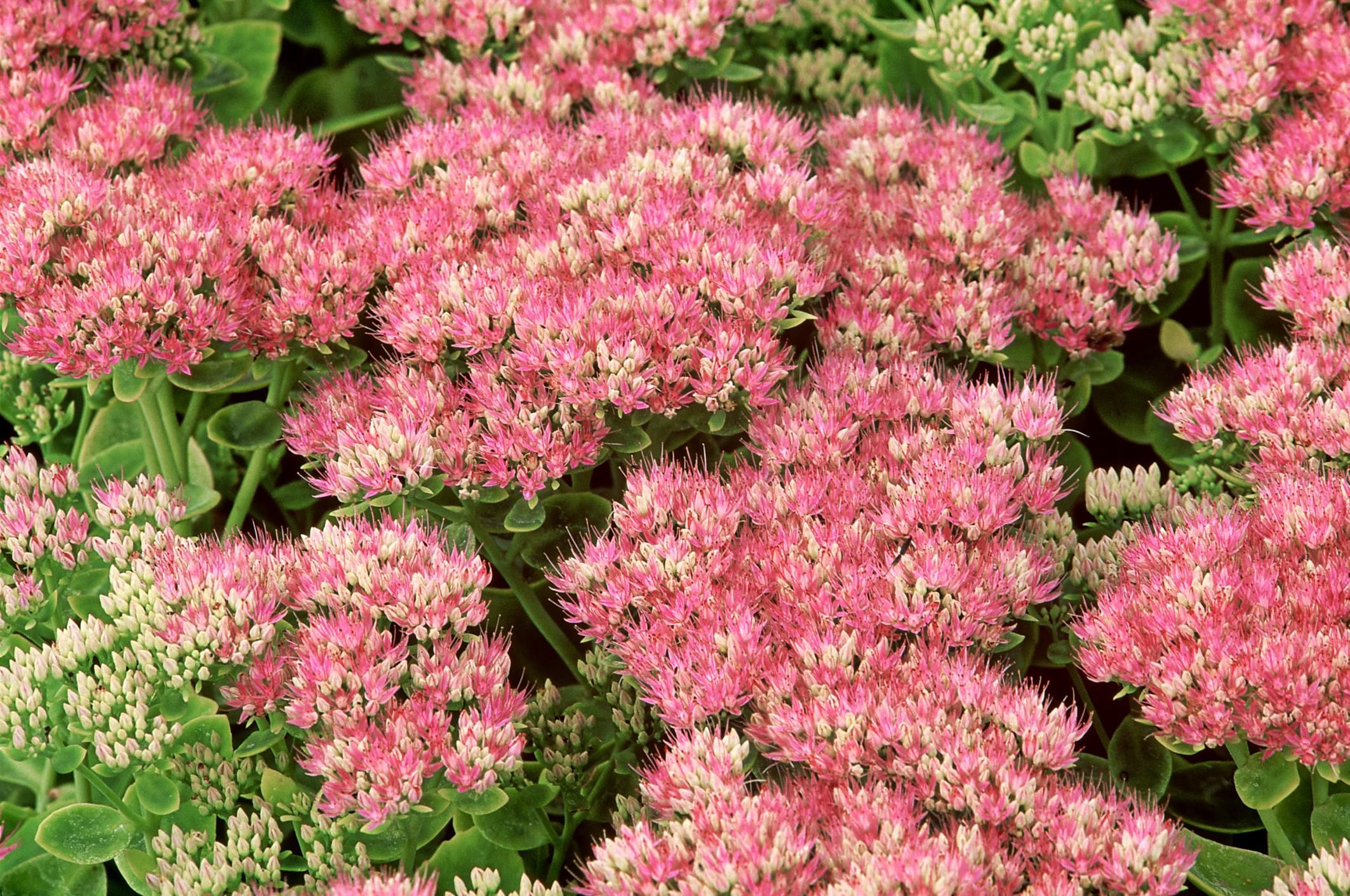 How to Grow Sedum, or Showy Stonecrop