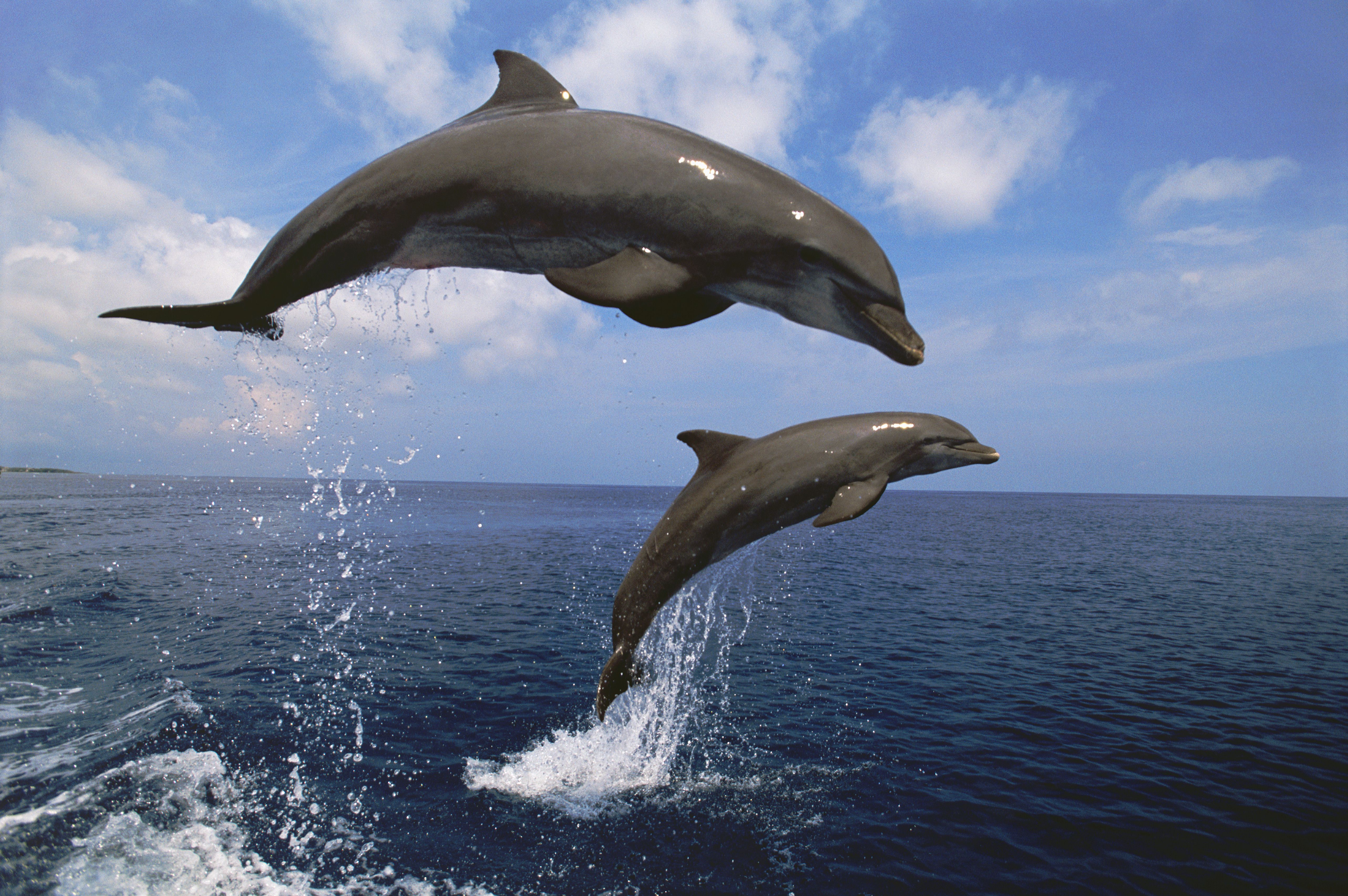 dolphin species