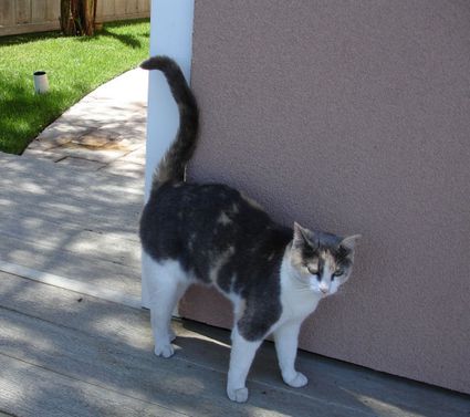 Mating And Conception In Cats