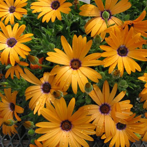 Top 7 Flowering Container Garden Plants for Sunny Spots