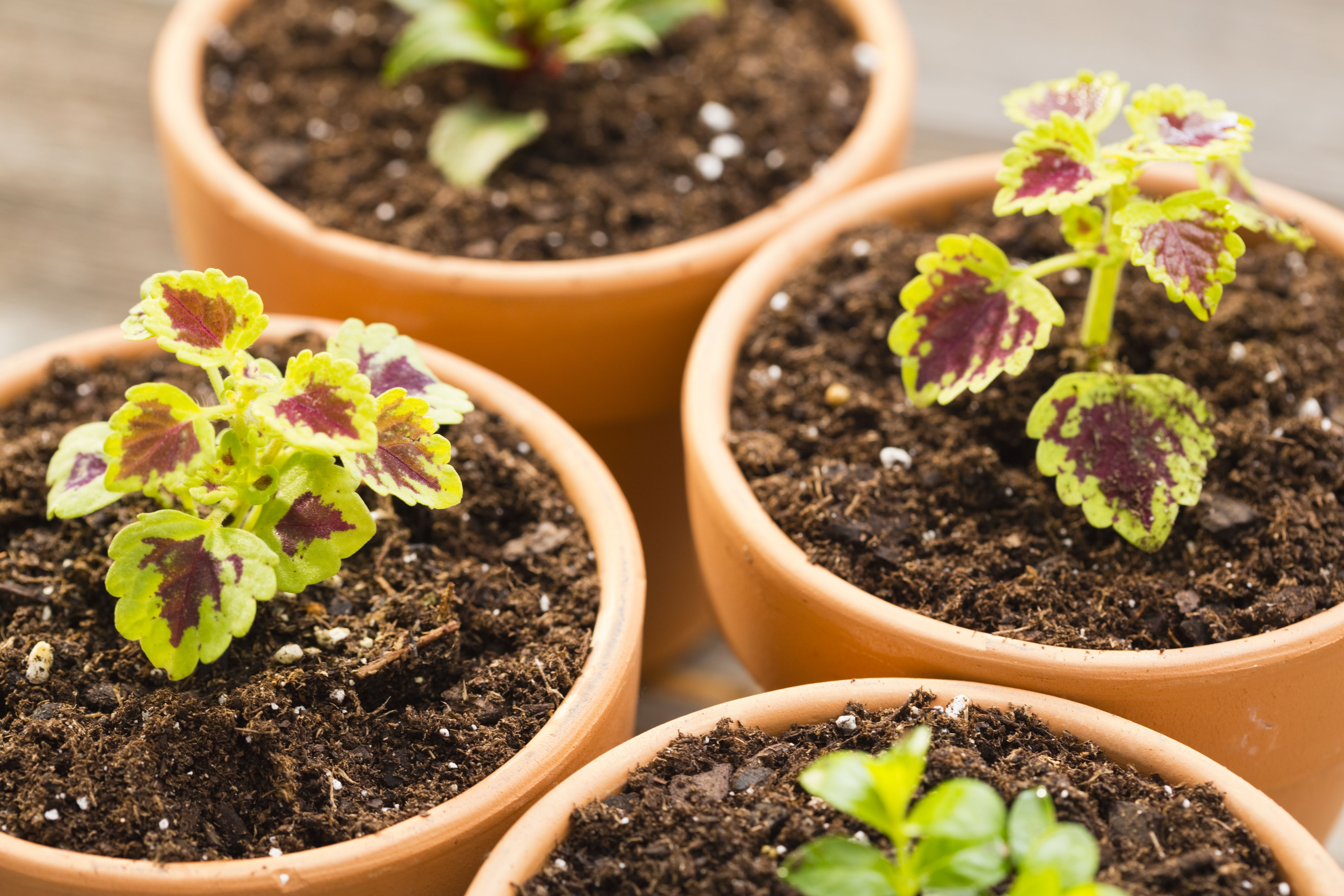 How to Grow Coleus Plants Indoors