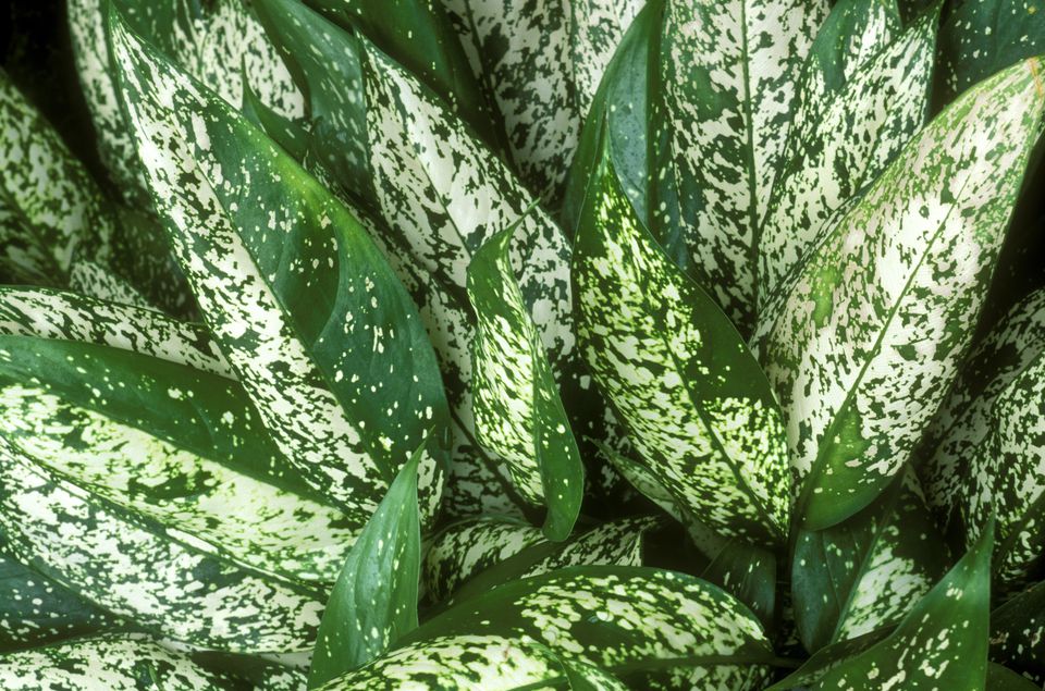 Chinese Evergreen/Aglaonema