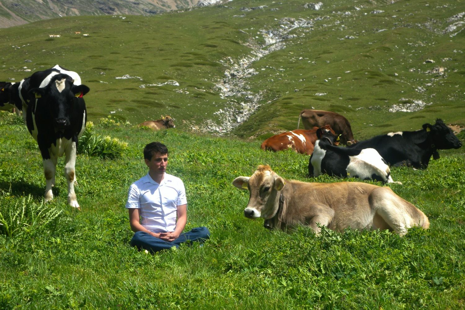 Cow Yoga Sparks