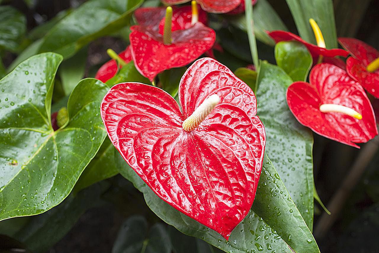 How to Successfully Grow Anthurium  Plants 