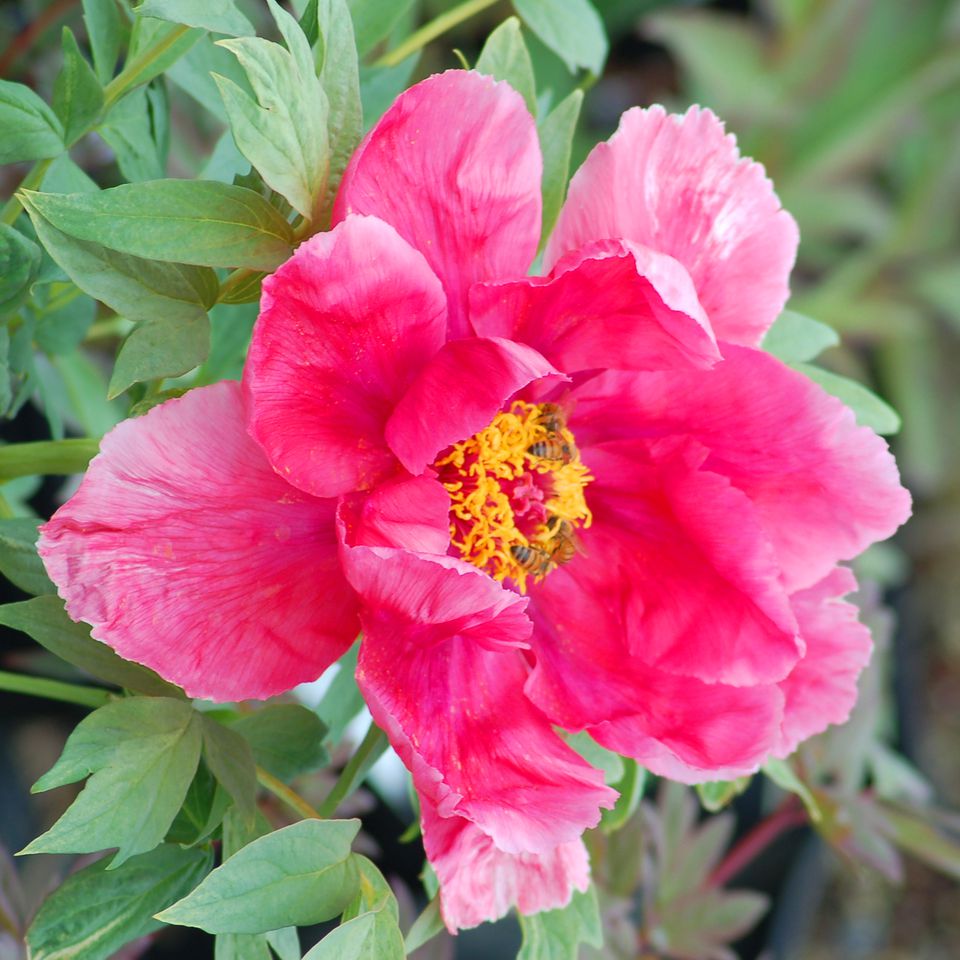 How to Successfully Plant Peonies in the Home Garden