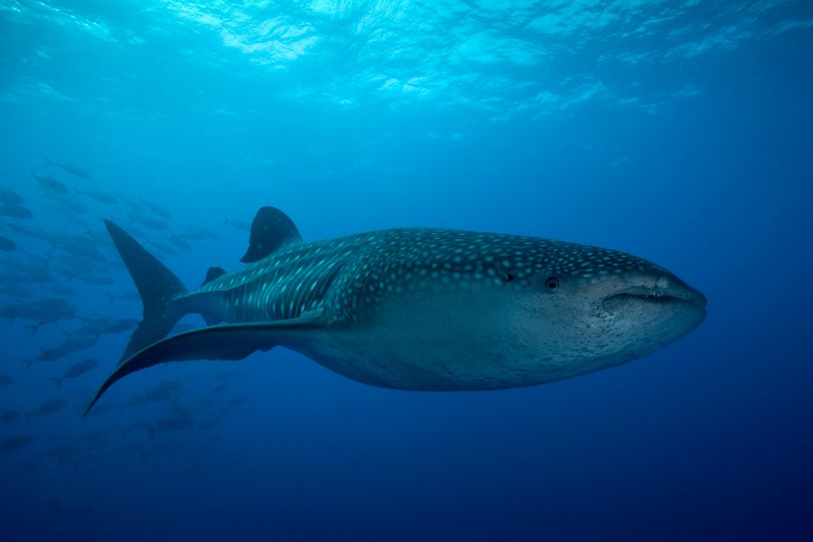 Cartilaginous Fish - Chondrichthyes - Profile