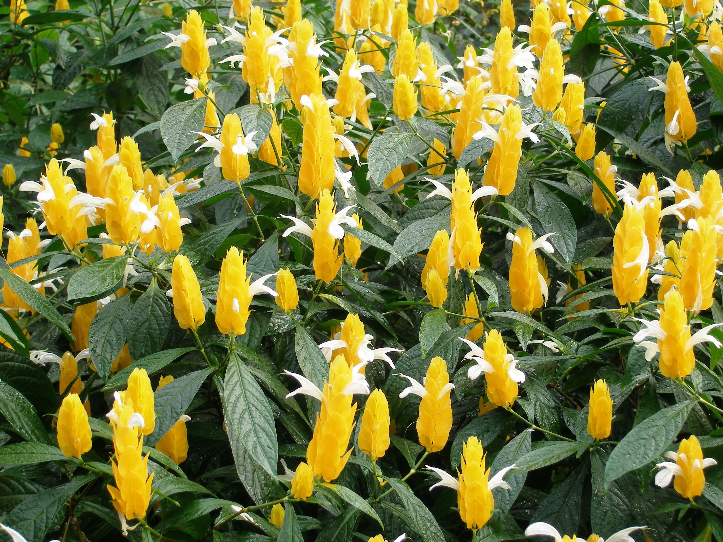 Golden Shrimp Plants How To Grow Indoors