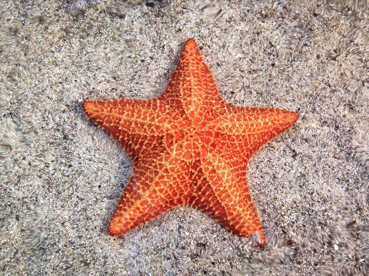 Starfish
Fromia monilis