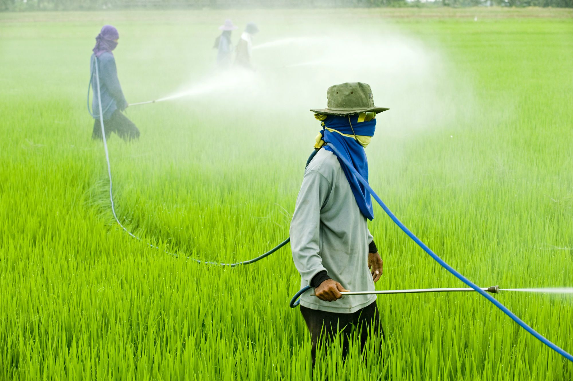 Which Chemicals Are Used In Pesticides