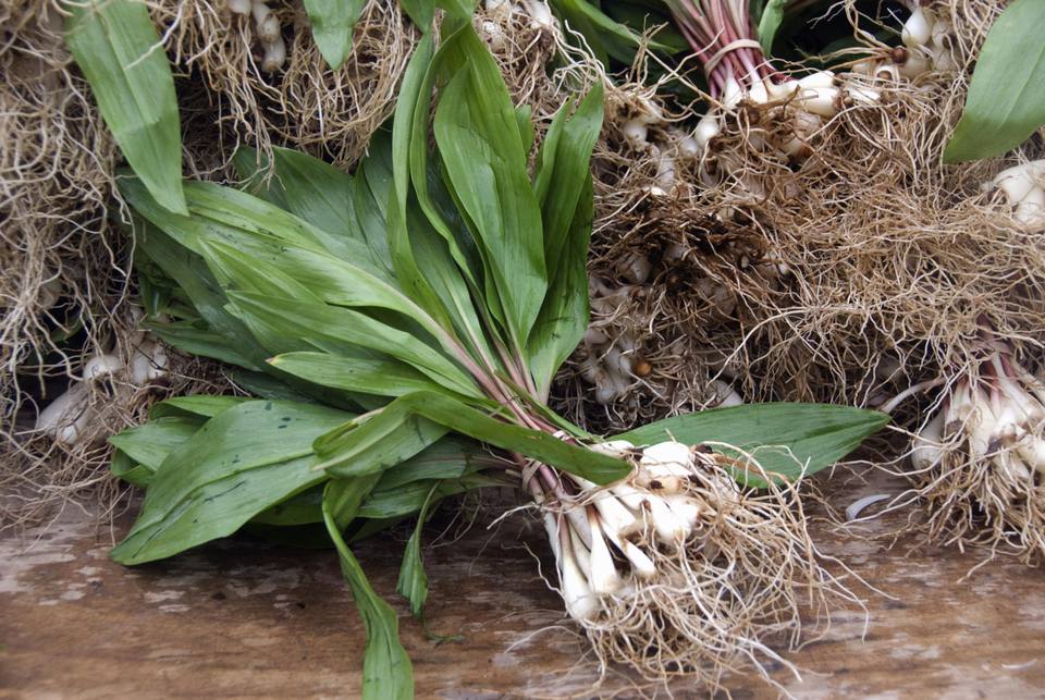 Growing Ramps (Wild Leeks) in the Home Vegetable Garden