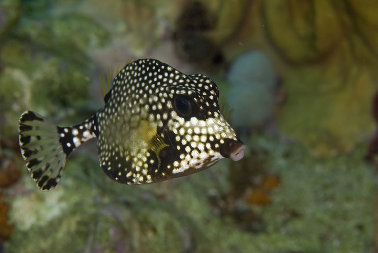 Common Reef Fish Of Florida And The Caribbean