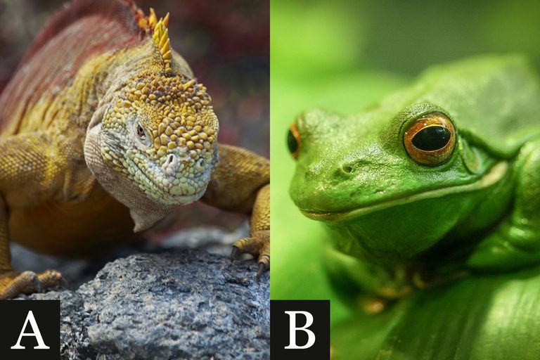 Find out How to Tell Apart a Reptile and Amphibian