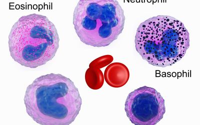 Understanding the Red Blood Cell (RBC) Count