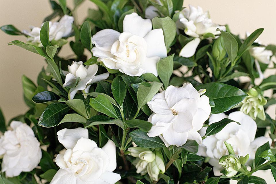 Gardenia—How to Grow Gardenia Indoors