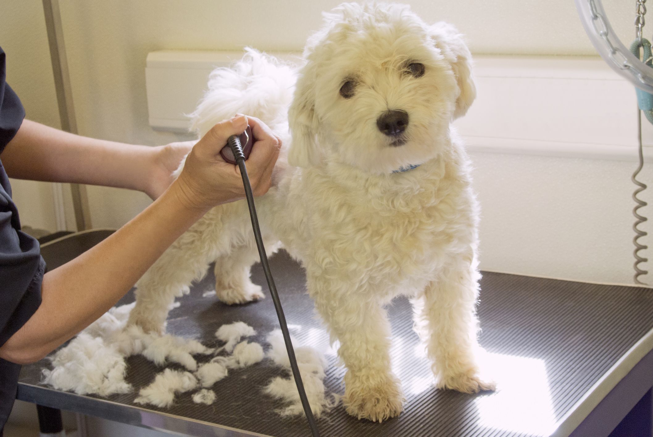 dog-grooming-supplies-101-the-ultimate-buyers-guide-top-dog-tips