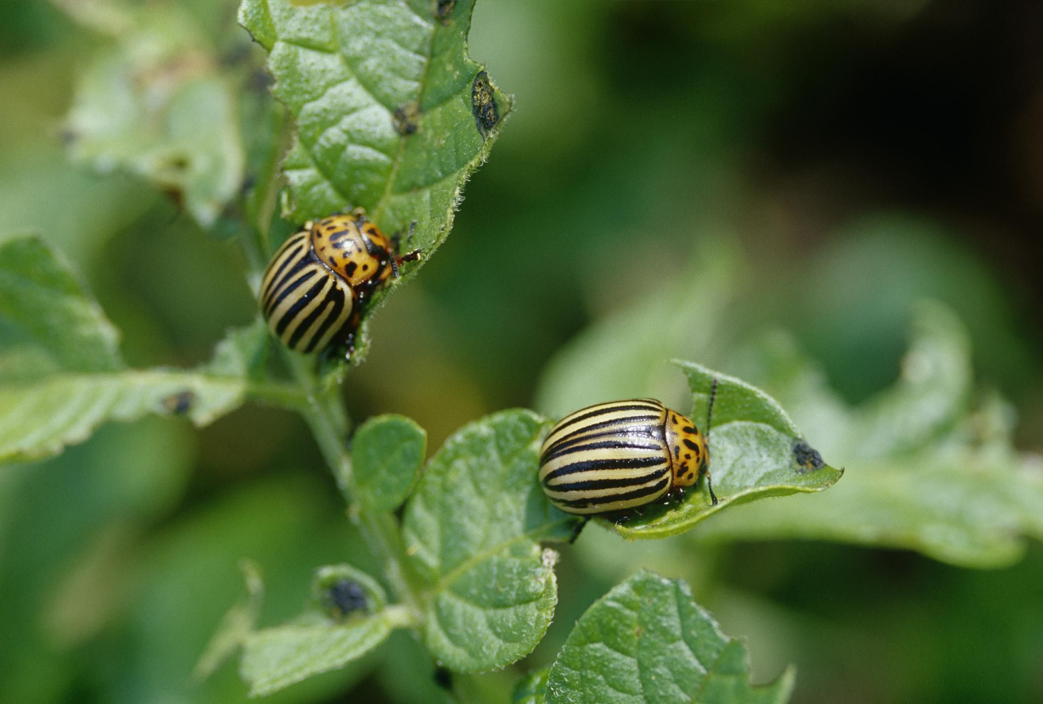 How to Control the Colorado Potato Beetle Organically