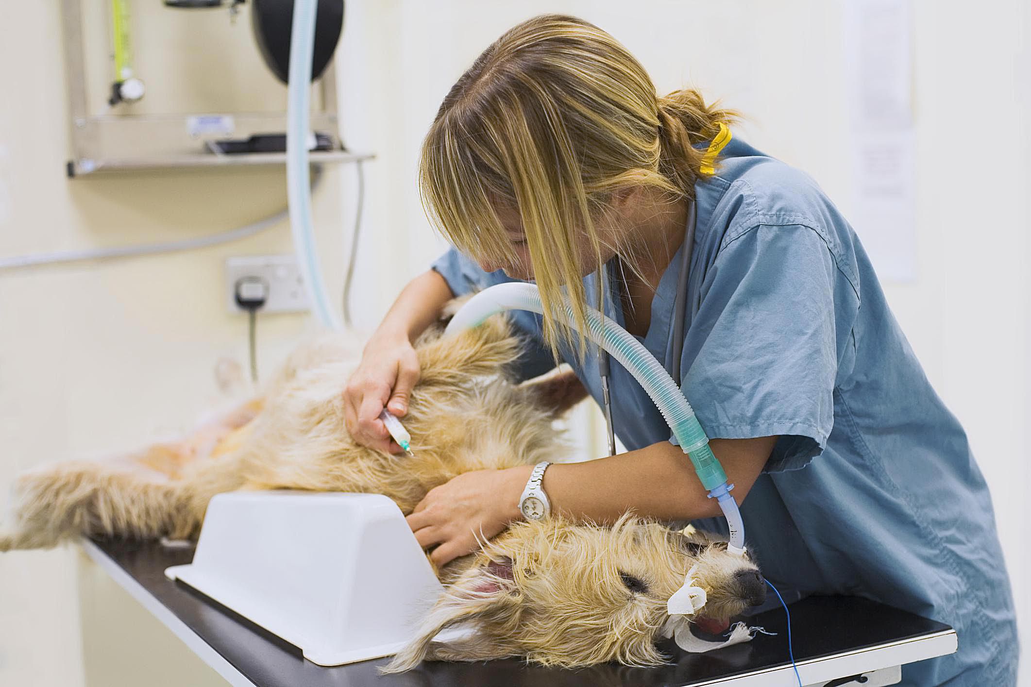 Veterinary Technician Anesthetist
