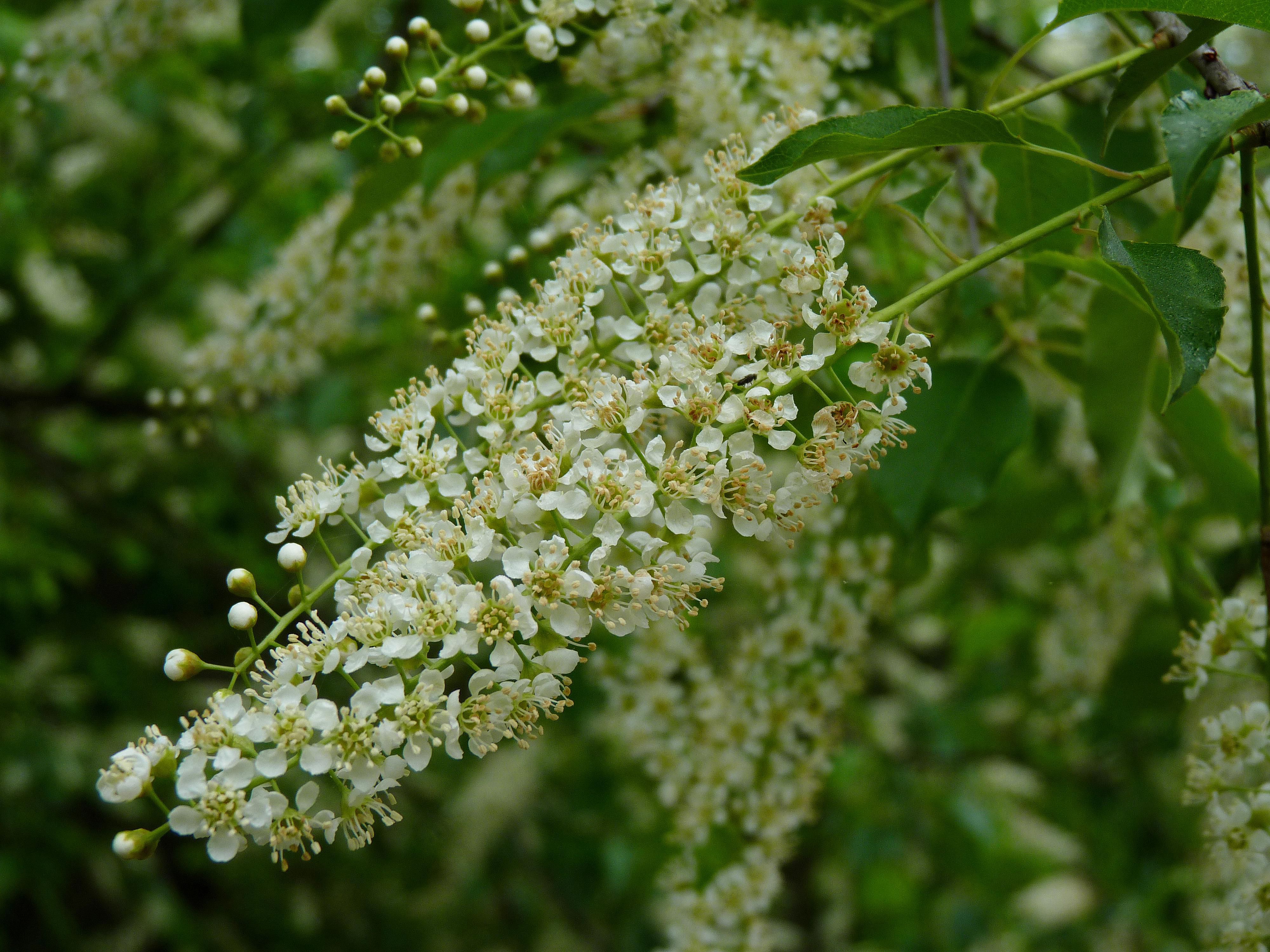 Black Cherry, An Important North American Tree