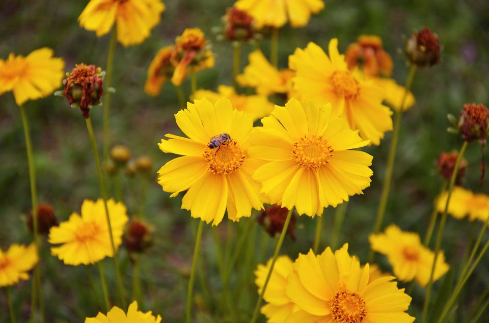 Coreopsis Planting and Growing Tips