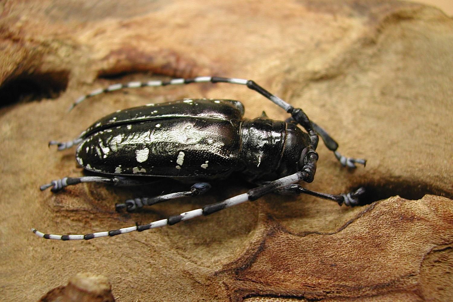 Habits and Traits of the Asian Longhorned Beetle, Anoplophora glabripennis