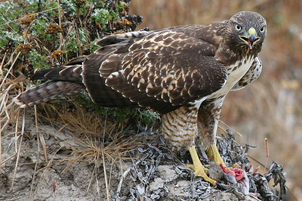 hawk prey 58a6d41e5f9b58a3c90b5c96