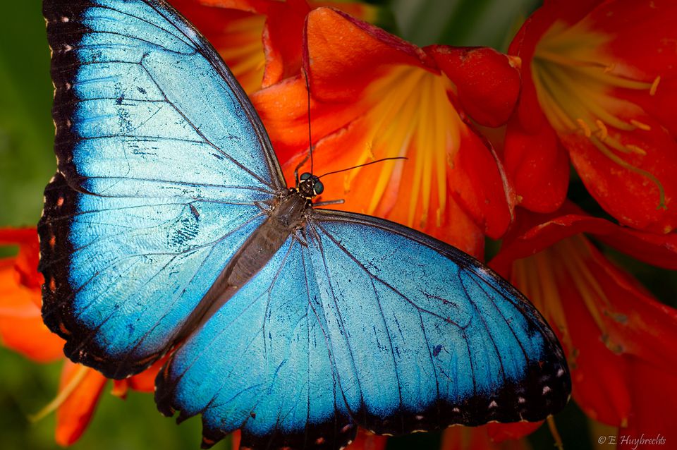 Montreal Botanical Gardens (Visitors Guide)