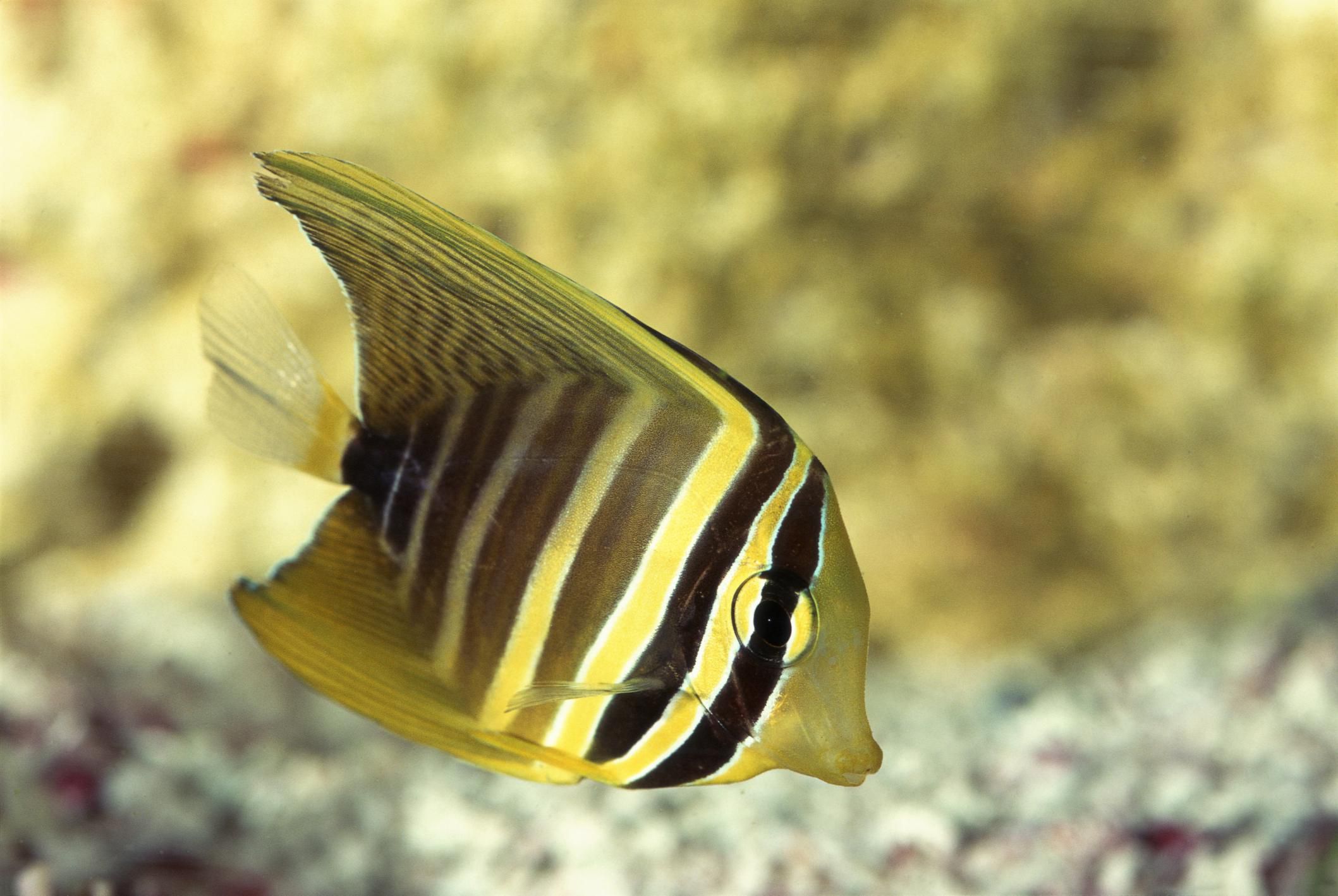 Sailfin Tang Fish Profile, Characteristics, and Diet