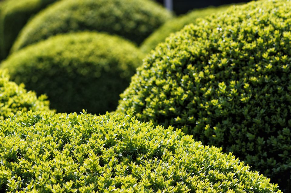 Pictures of Evergreen Shrubs