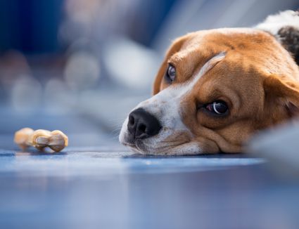 My Dog's Teeth Are Worn Down - Should I Be Concerned?